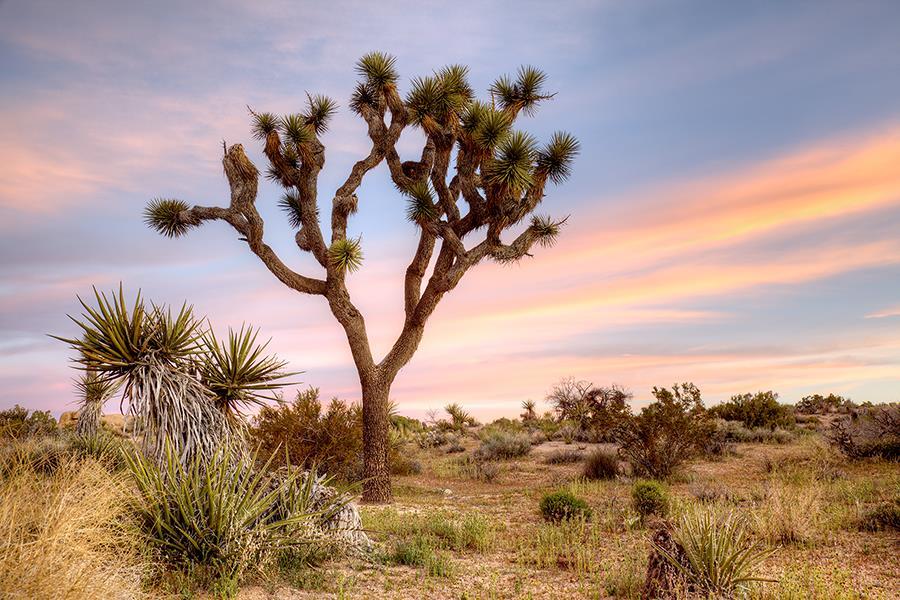 Joshua Tree Sunrise By Danita Delimont (Small) - Blue