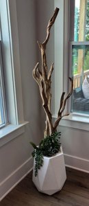 Driftwood in White Planter 5ft