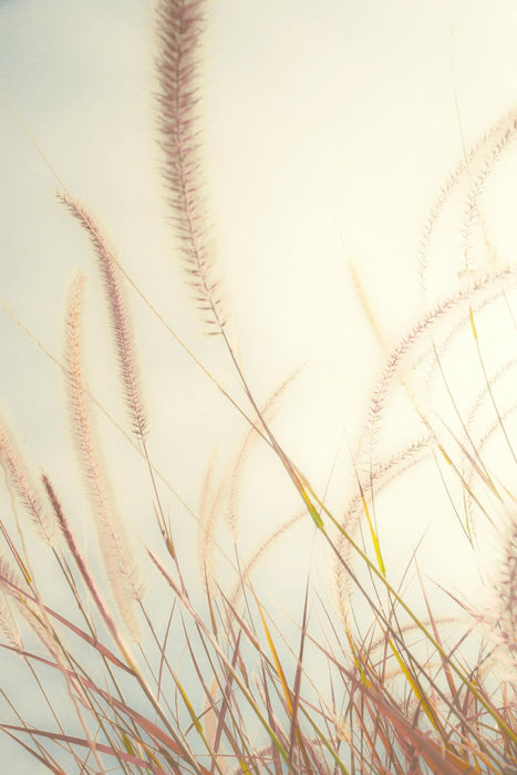 Beach Grass By Bill Carson Photography - Beige